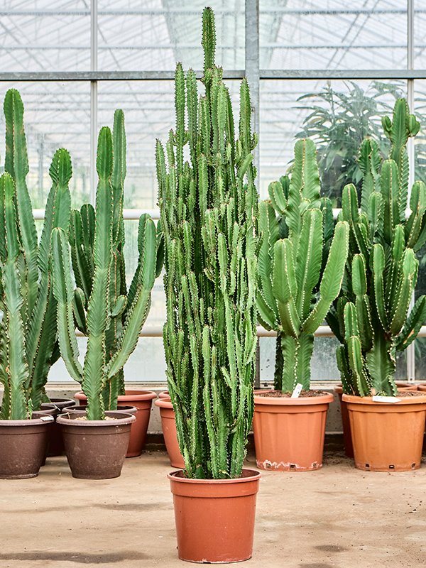 Easy-Care African Milk Tree Euphorbia trigona Indoor House Plants