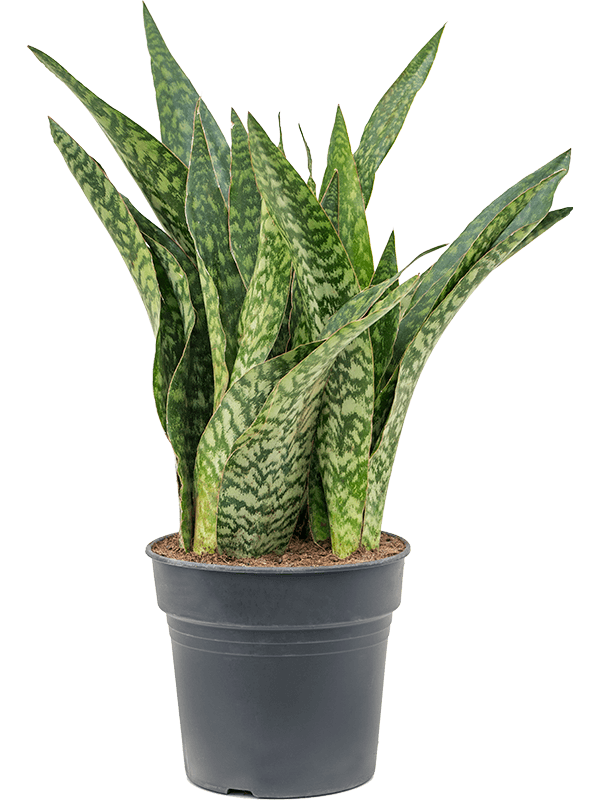 Fabulous Snake Plant Sansevieria masoniana 'Dragon' Indoor House Plants