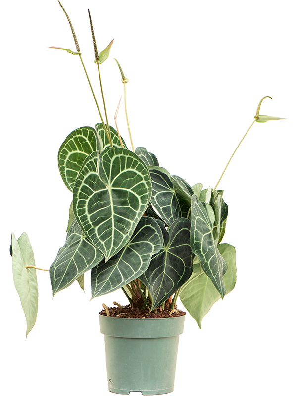 Anthurium clarinervium