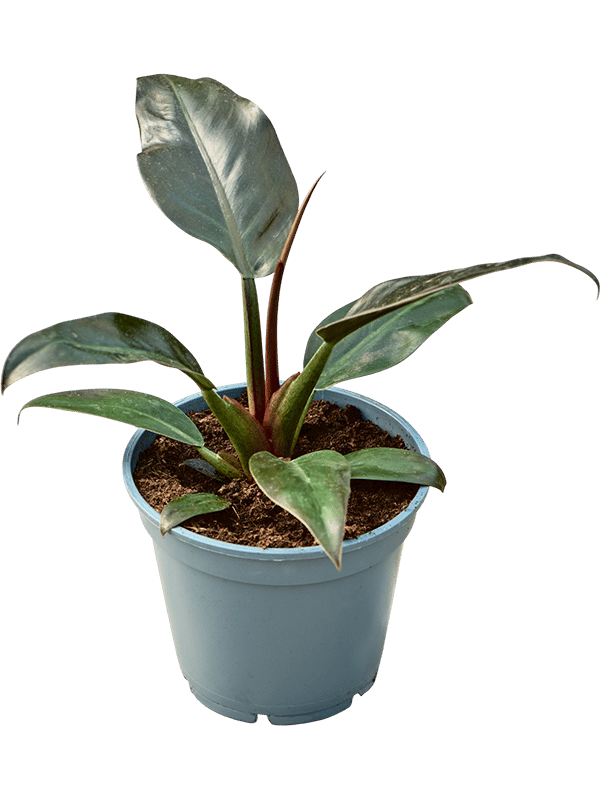 Lush Heart-Leaf Philodendron 'Imperial Red' Indoor House Plants