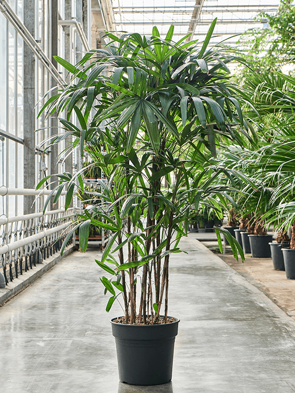 Tropical Lady Palm Rhapis excelsa Indoor House Plants