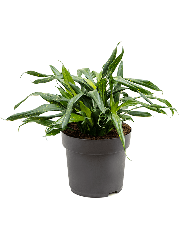 Lush Sancaena 'Fireflies Green' Indoor House Plants