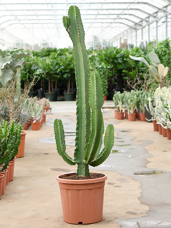 Photogenic Cowboy Cactus Euphorbia ingens Indoor House Plants