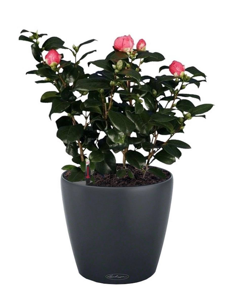 Blooming Camellia in LECHUZA CLASSICO Color Self-watering Planter, Total Height 60 cm