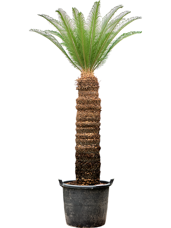 Sago Palm Cycas revoluta