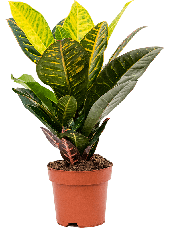 Colorful Croton (Codiaeum) variegatum 'Petra' Indoor House Plants