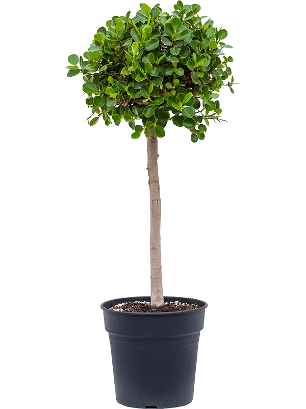 Lush Weeping Fig Ficus panda Tall Indoor House Plants Trees