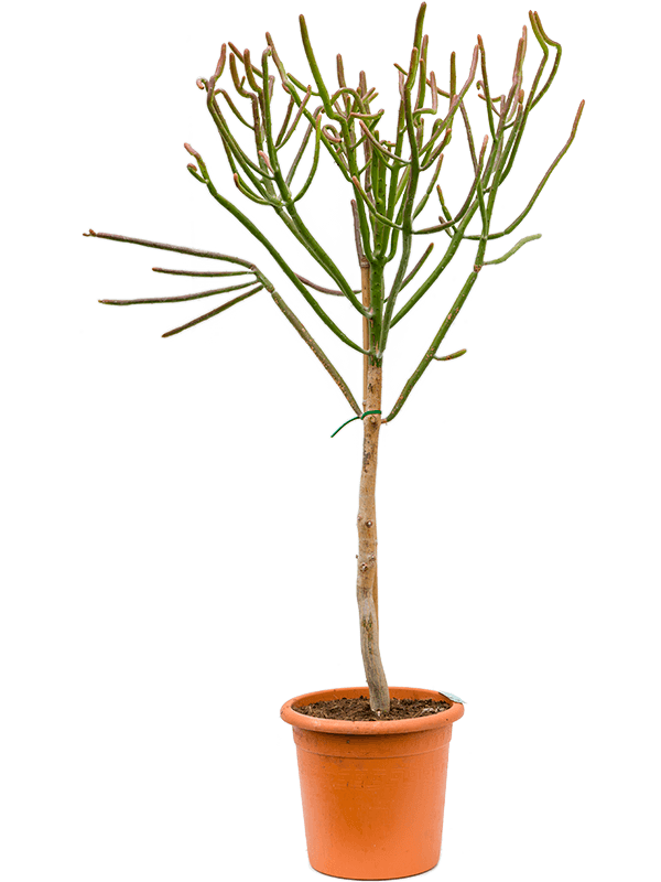 Easy-Care African Milk Tree Euphorbia alluaudii Indoor House Plants