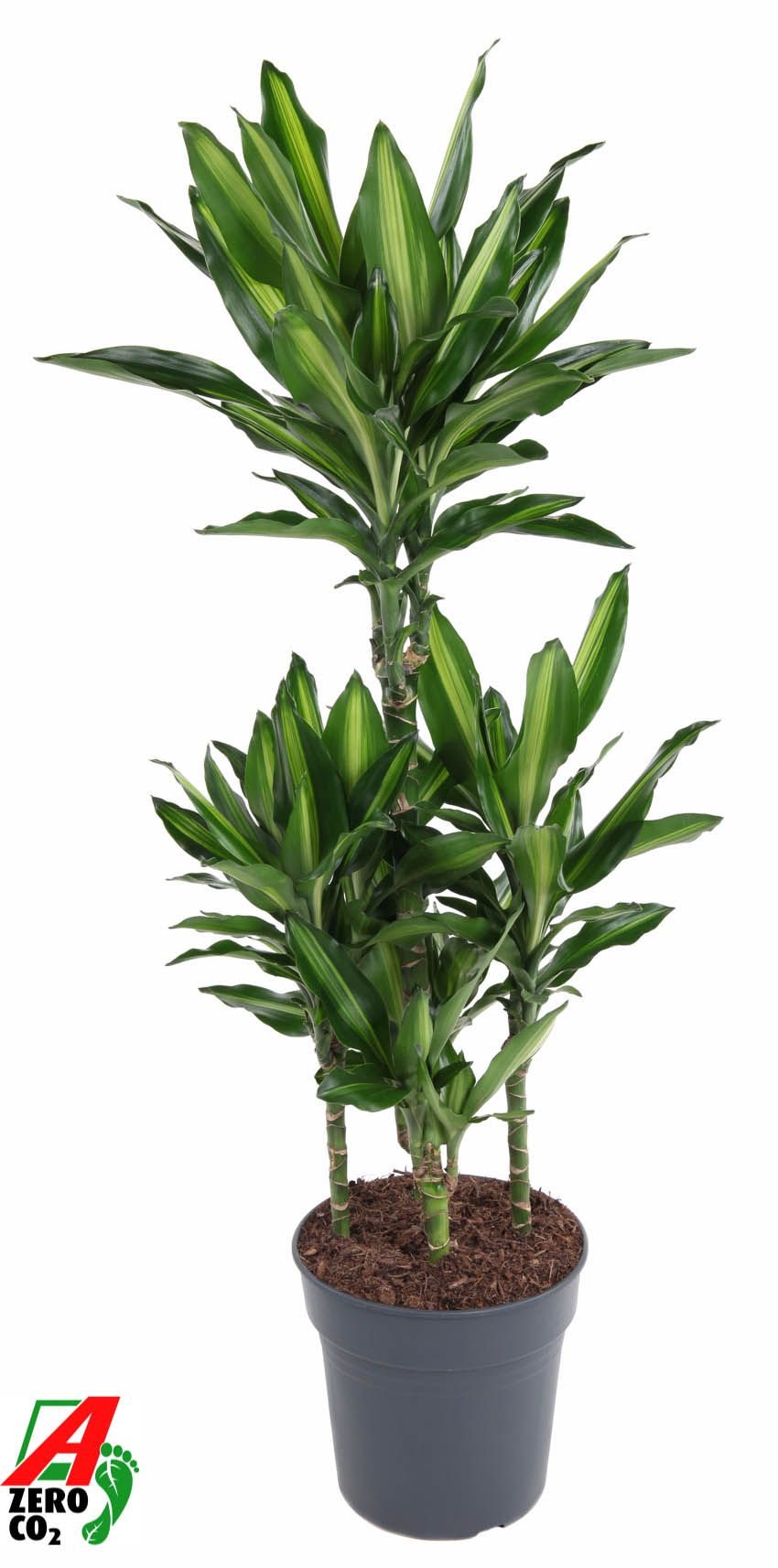 Colorful Corn Plant Dracaena fragrans 'Cintho' Indoor House Plants