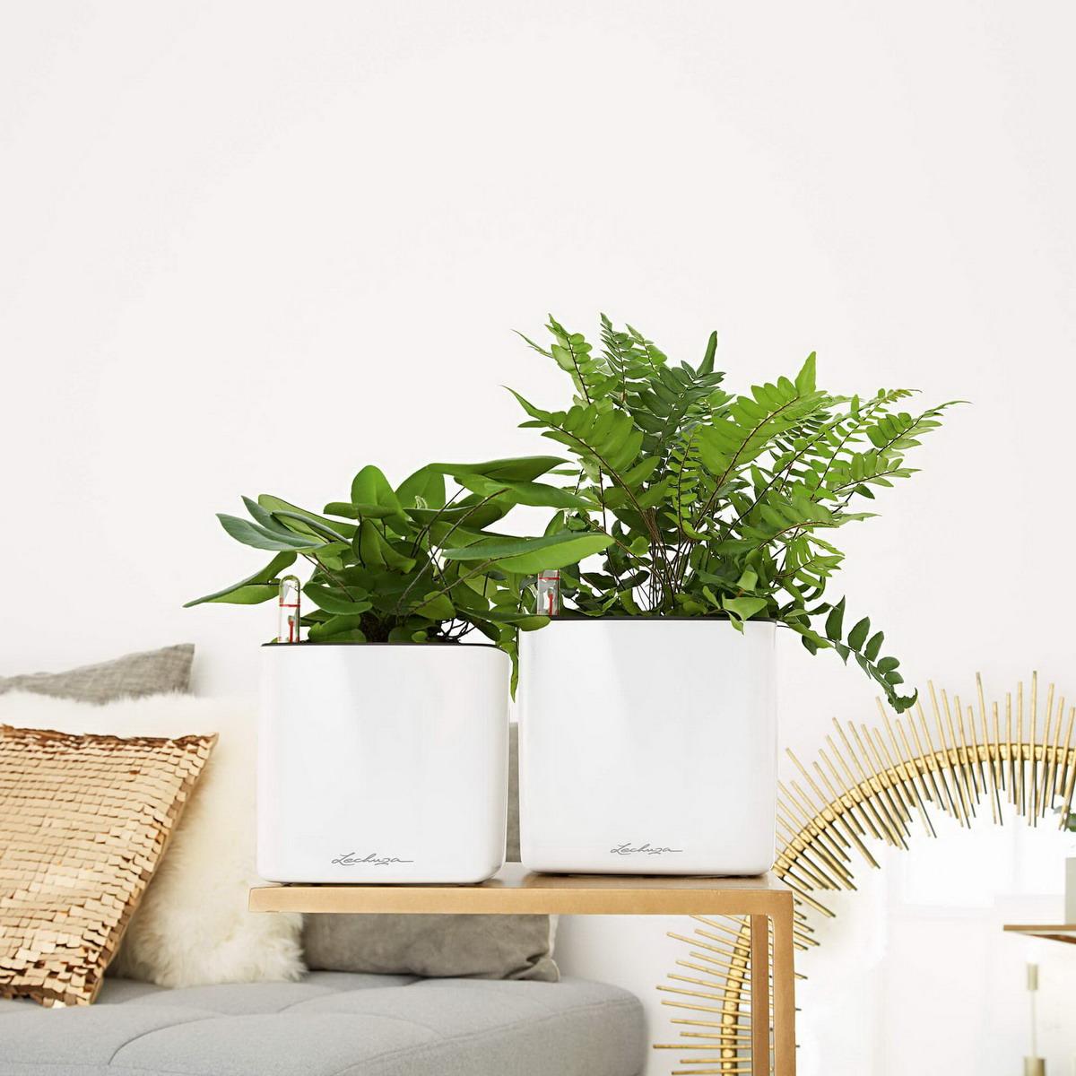LECHUZA CUBE Glossy Square Poly Resin Indoor Self-watering Planter