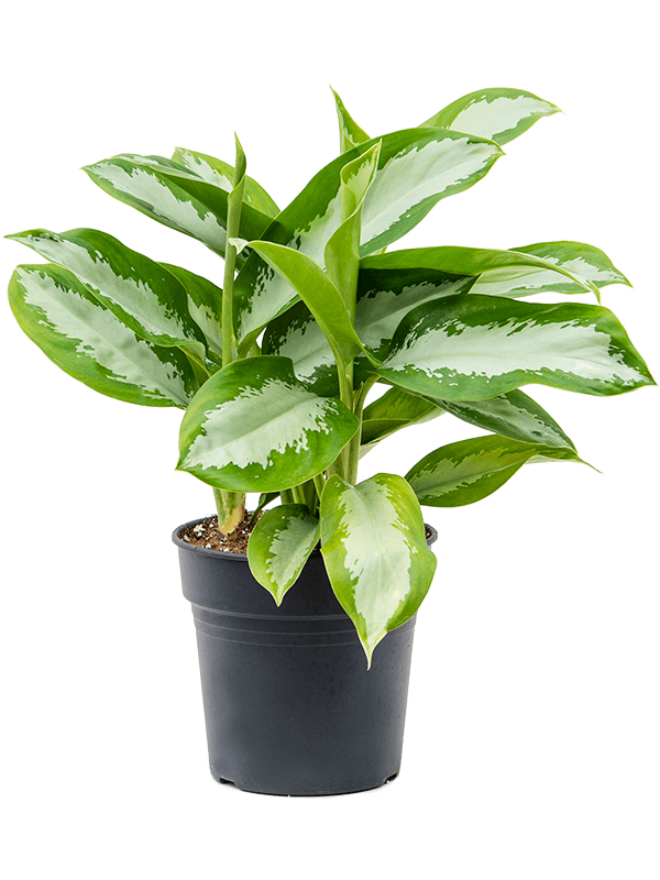 Showy Chinese Evergreen Aglaonema 'Silver Moon' Indoor House Plants