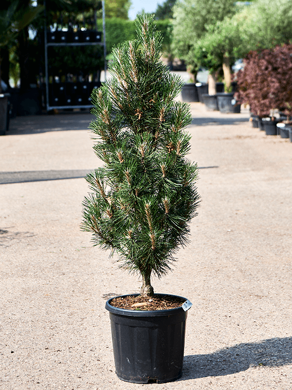 Showy Black Pine Pinus nigra 'Komet' Outdoor Plants