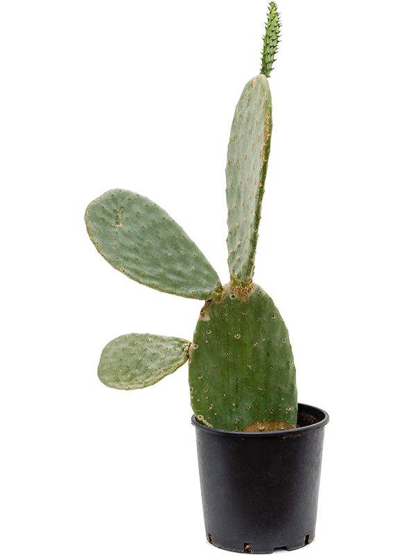 Easy-Care Barbary Fig Opuntia indica Indoor House Plants