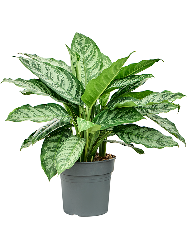 Aglaonema 'Chantal'