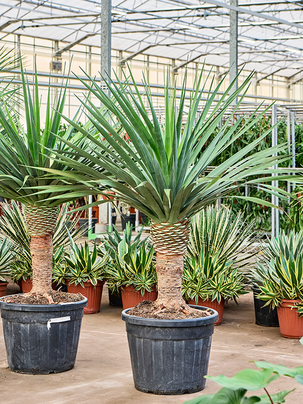 Easy-Care Dragon Tree Dracaena draco 'Compact' Tall Indoor House Plants Trees