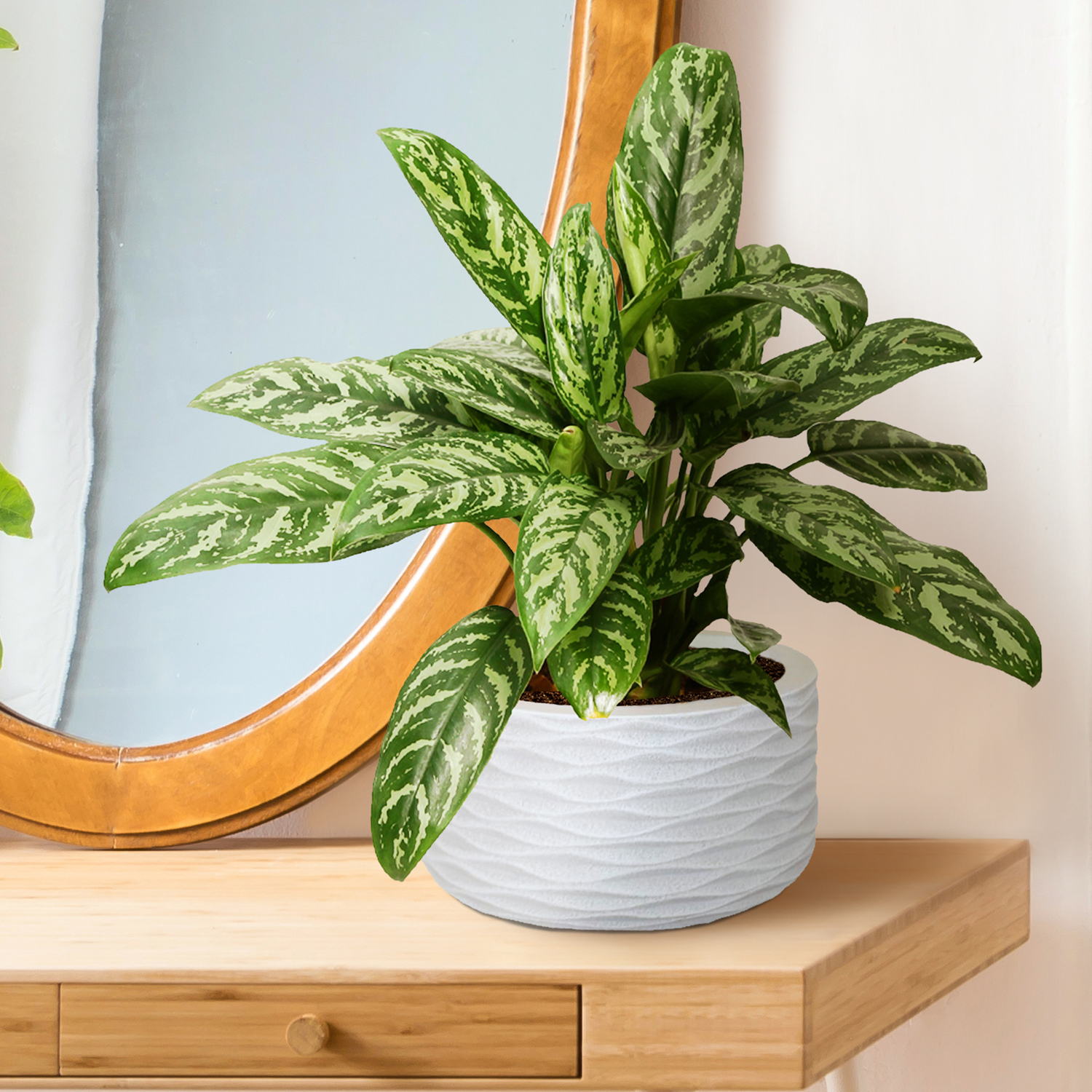 IDEALIST Lite Wave Style Table and Hanging Cylinder Round Plant Pot Dual Use Indoor Planter