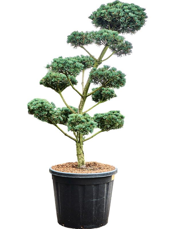 Pinus parviflora