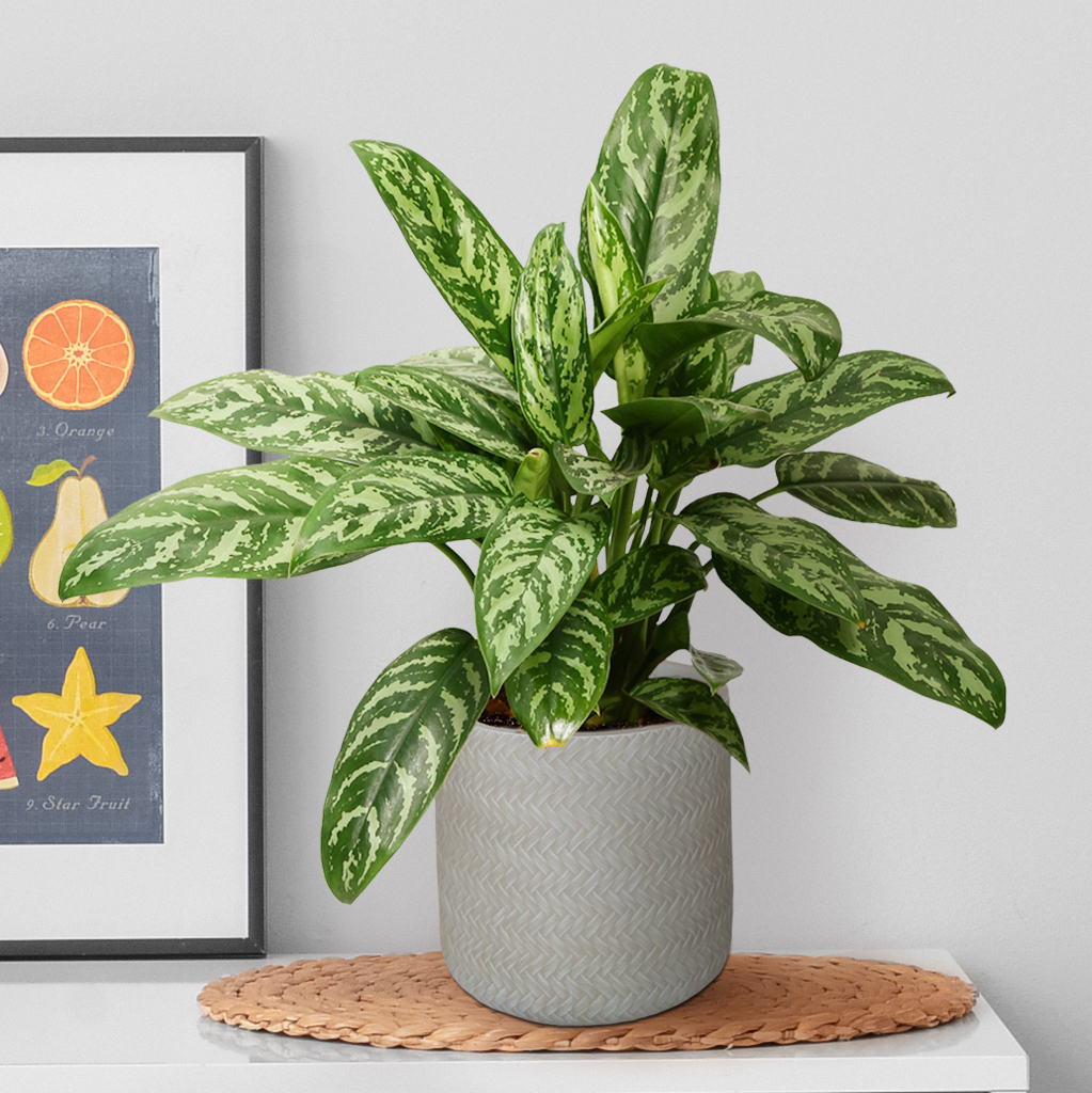 IDEALIST Lite Plaited Style Table and Hanging Cylinder Round Plant Pot Dual Use Indoor Planter