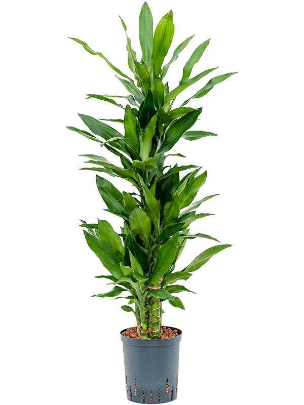 Vibrant Corn Plant Dracaena fragrans 'Burundii' Tall Indoor House Plants Trees