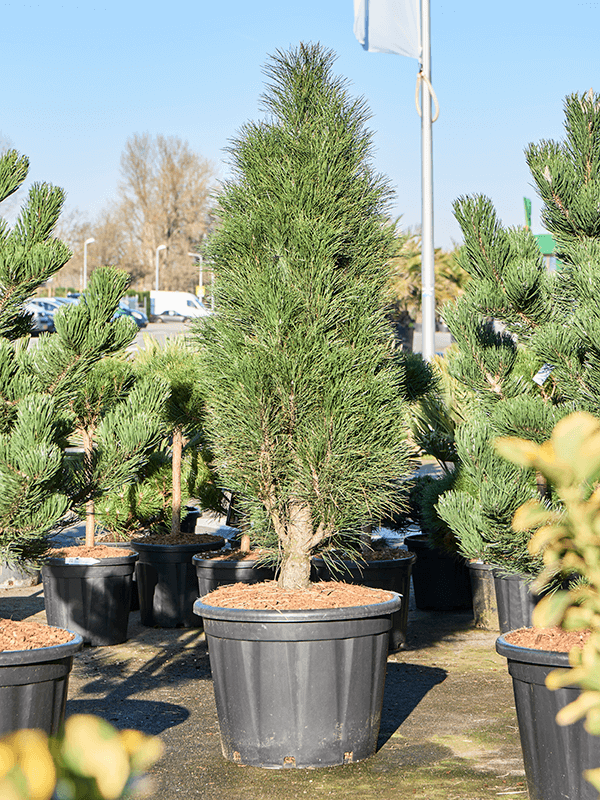 Showy Black Pine Pinus nigra 'Green Tower' Outdoor Plants