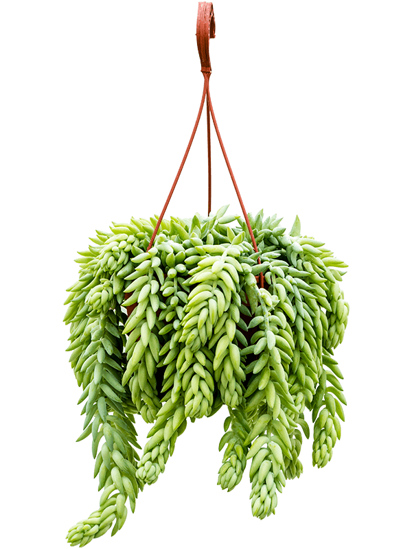 Cute Burro’s Tail Sedum morganianum 'Burrito' Indoor House Plants
