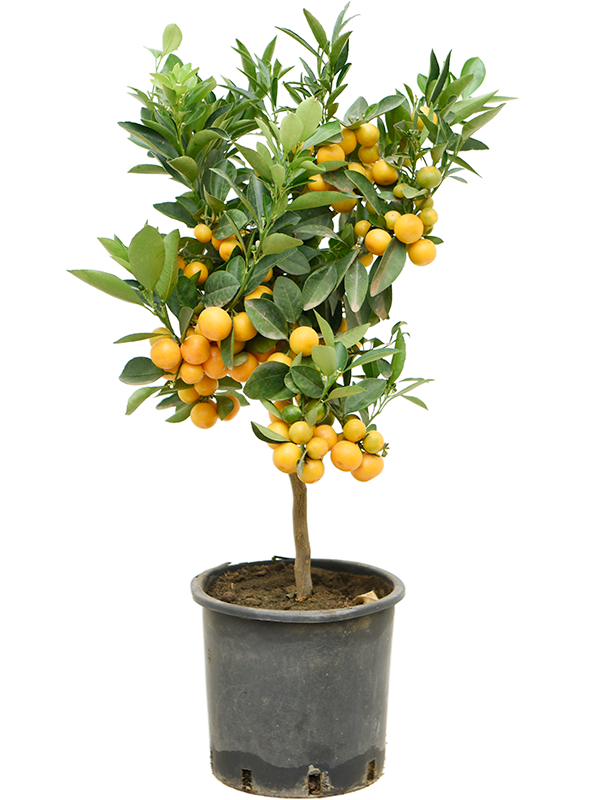 Cheerful Citrus (Citrofortunella) calamondin Tall Indoor House Plants Trees