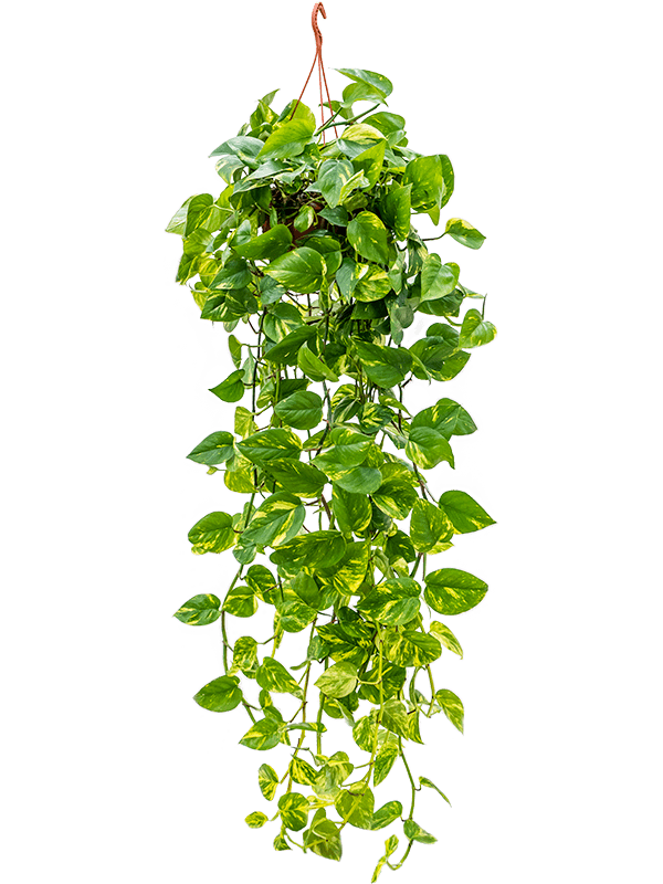 Shade-loving Pothos Scindapsus (Epipremnum) 'Aureum' Indoor House Plants