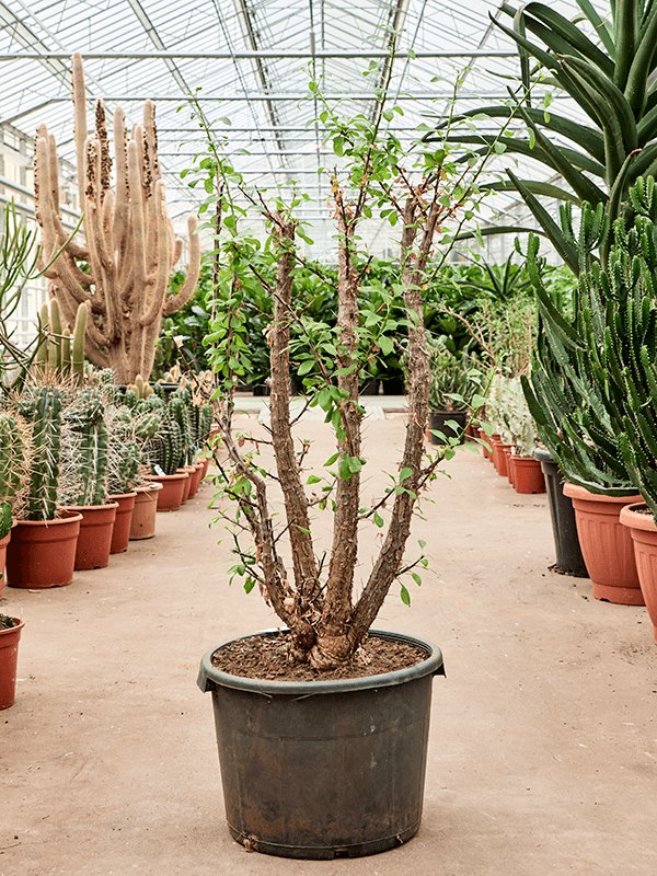 Lush Ocotillo Fouquieria splendens Indoor House Plants