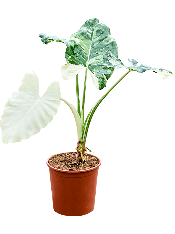 Showy Elephant Ear Alocasia macrorrhizos variegata Indoor House Plants