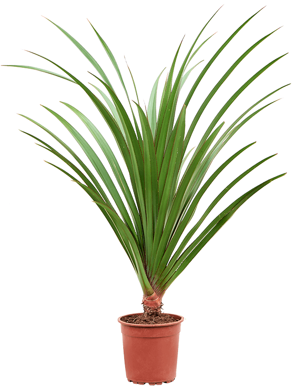 Screw Pine Pandanus utilis