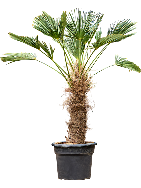 Windmill Palm Tree Trachycarpus wagnerianus