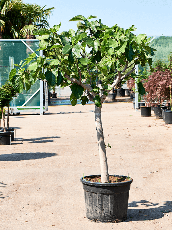 Lush Red-stem Fig Ficus carica