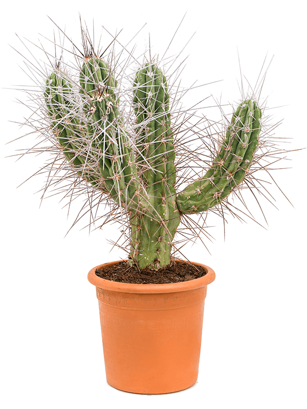 Photogenic Toothpick Cactus Stetsonia coryne Indoor House Plants