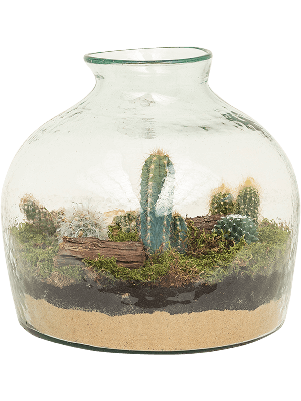 Trendy Arrangement cacti Indoor House Plants