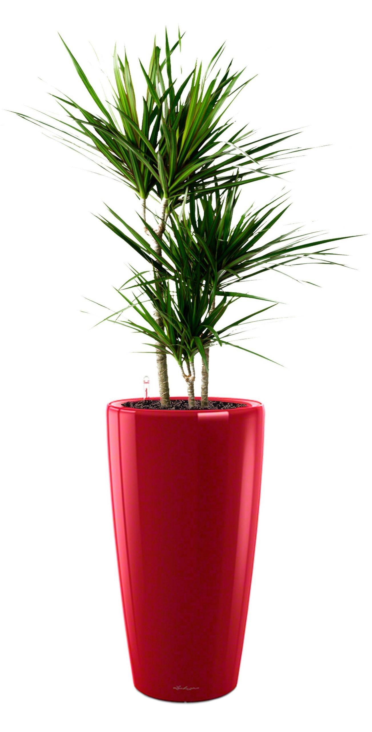 Dracaena Marginata in LECHUZA RONDO Self-watering Planter, Total Height 140 cm