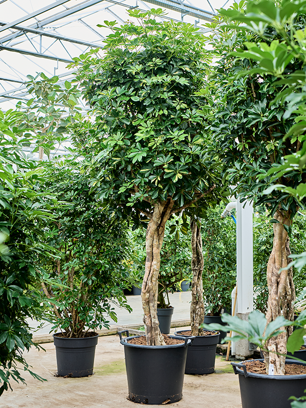 Delicate Umbrella Tree Schefflera arboricola 'Gold Capella' Indoor House Plants
