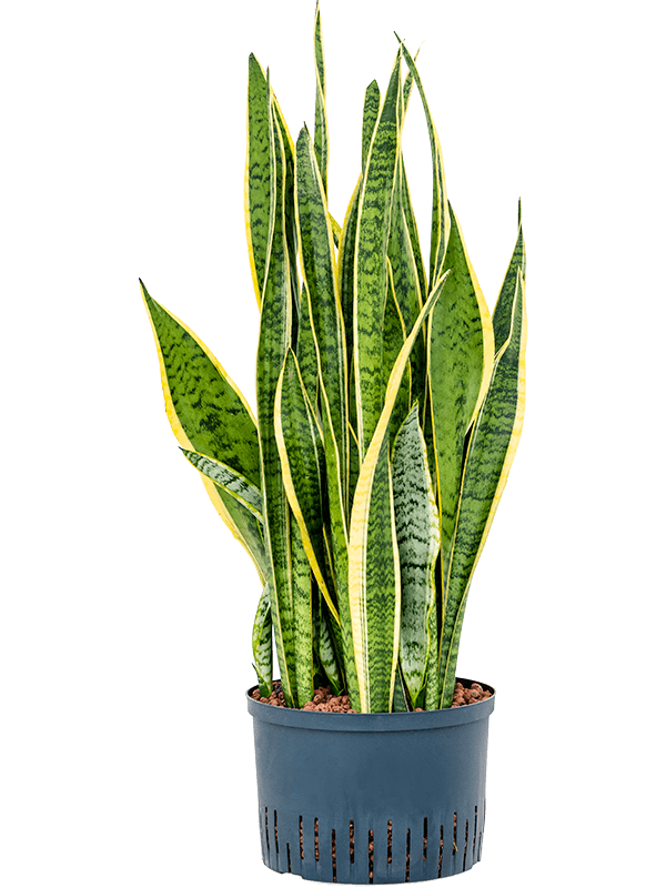 Elegant Snake Plant Sansevieria trifasciata 'Laurentii' Indoor House Plants