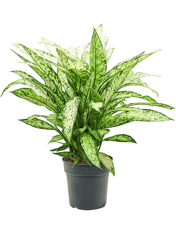 Lush Dumb Cane Dieffenbachia 'Vesuvius' Indoor House Plants