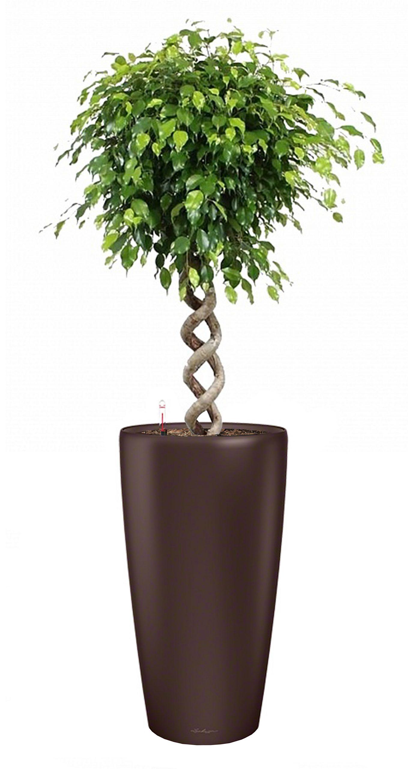 Ficus Benjamina Exotica with Double Spiral Stem in LECHUZA RONDO Self-watering Planter, Total Height