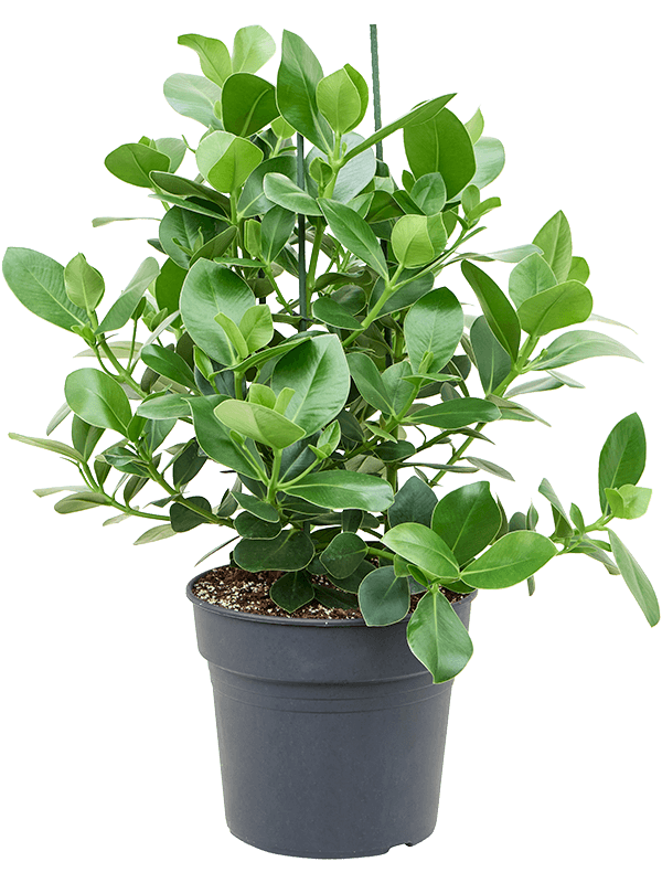 Graceful Autograph Tree Clusia rosea 'Princess' Indoor House Plants
