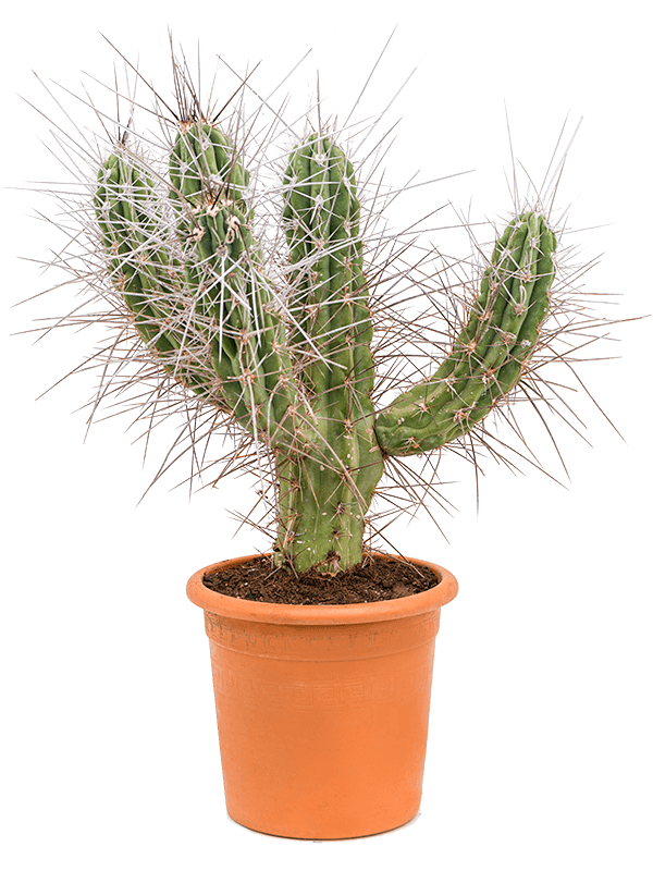 Photogenic Toothpick Cactus Stetsonia coryne Indoor House Plants