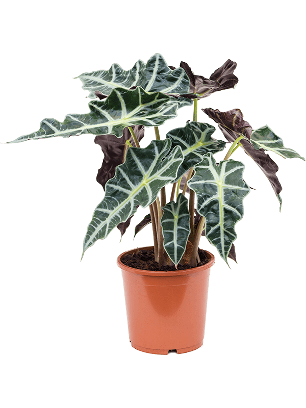 Striking Elephant Ear Alocasia 'Polly' Indoor House Plants