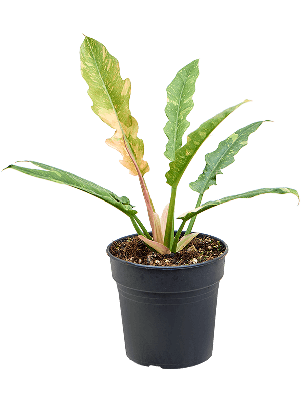 Lush Heart-Leaf Philodendron 'Ring Of Fire Gold' Indoor House Plants