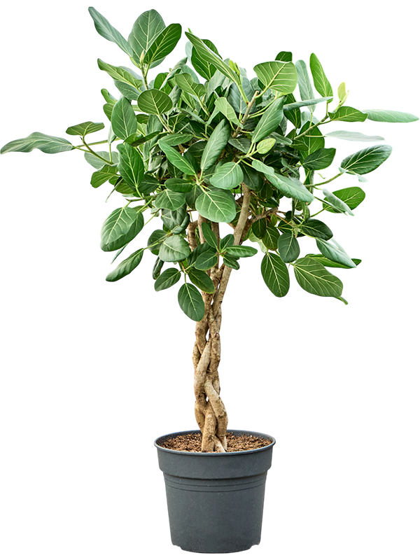 Lush Banyan Fig Ficus benghalensis 'Audrey' Indoor House Plants