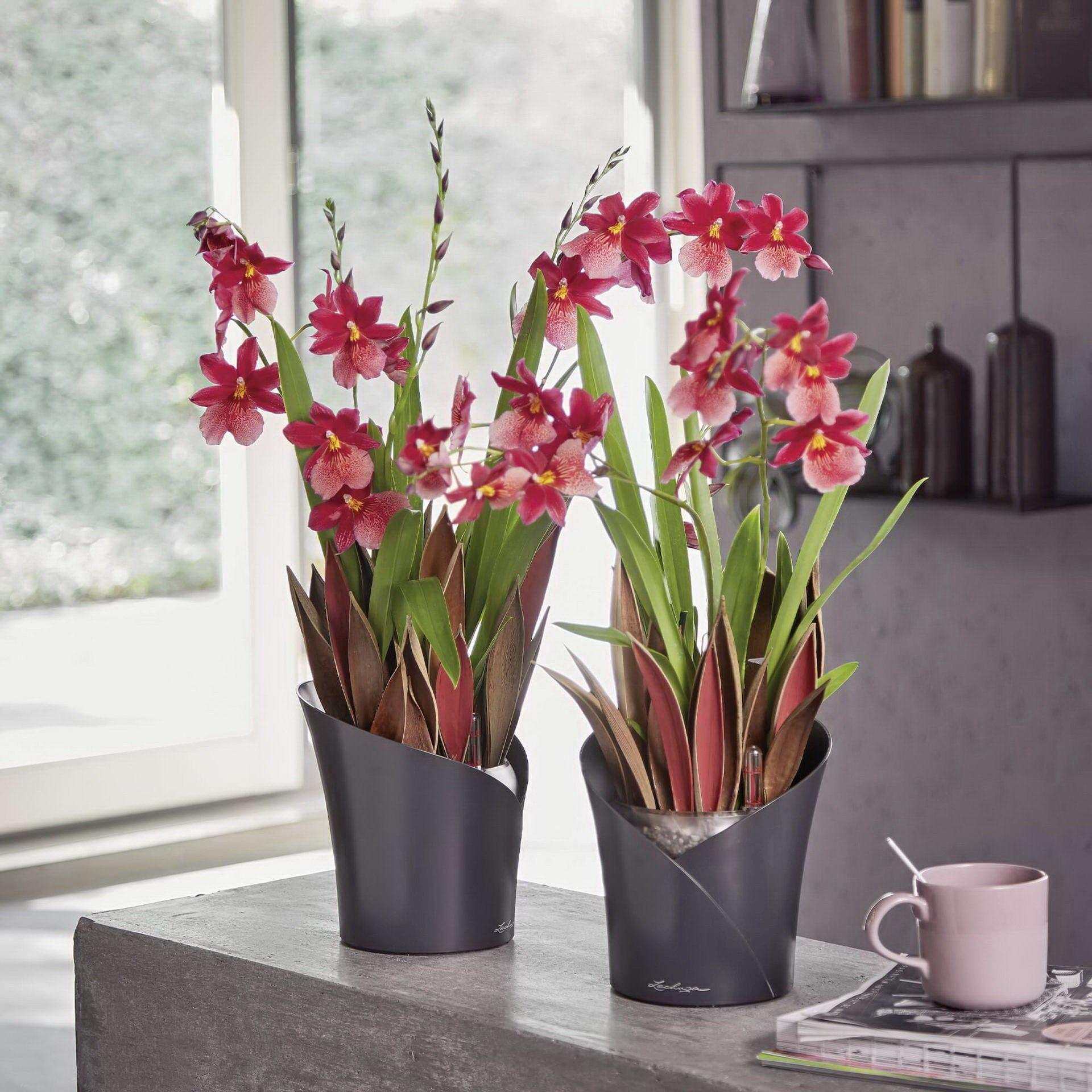 LECHUZA ORCHIDEA Round Poly Resin Indoor Self-watering Planter