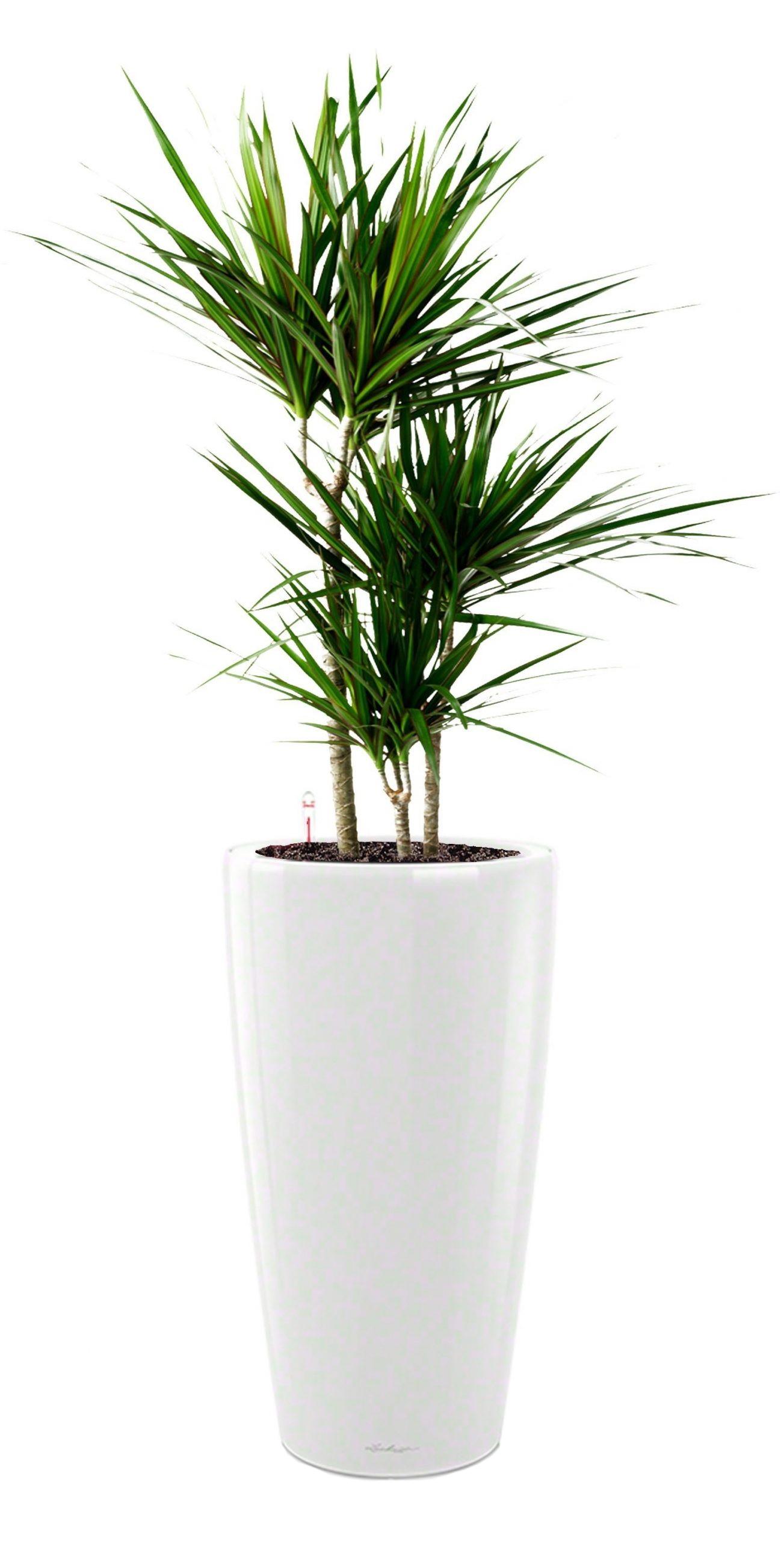 Dracaena Marginata in LECHUZA RONDO Self-watering Planter, Total Height 140 cm