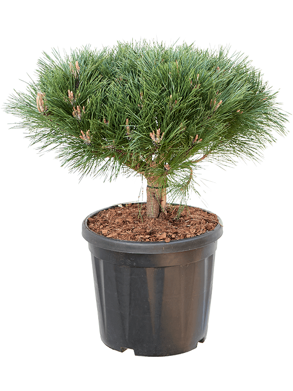 Pinus nigra 'Brepo'