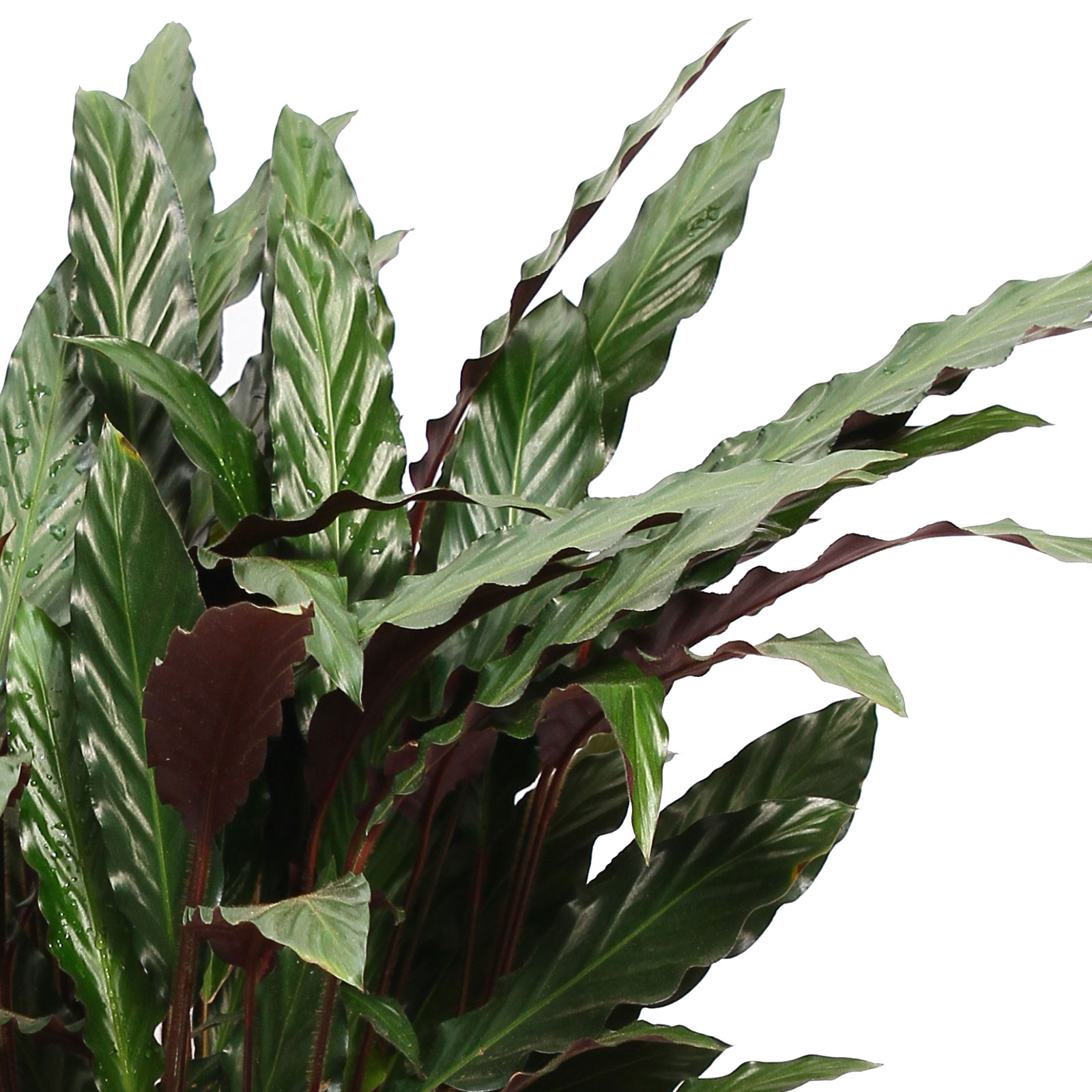 Elegant Peacock Plant Calathea rufibarba 'Wavestar' Indoor House Plants