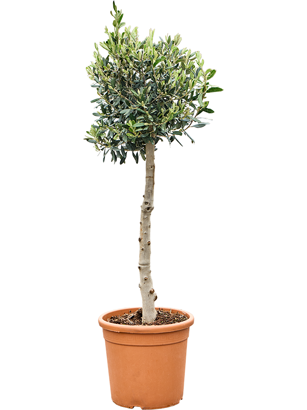 Showy Olive Olea europaea