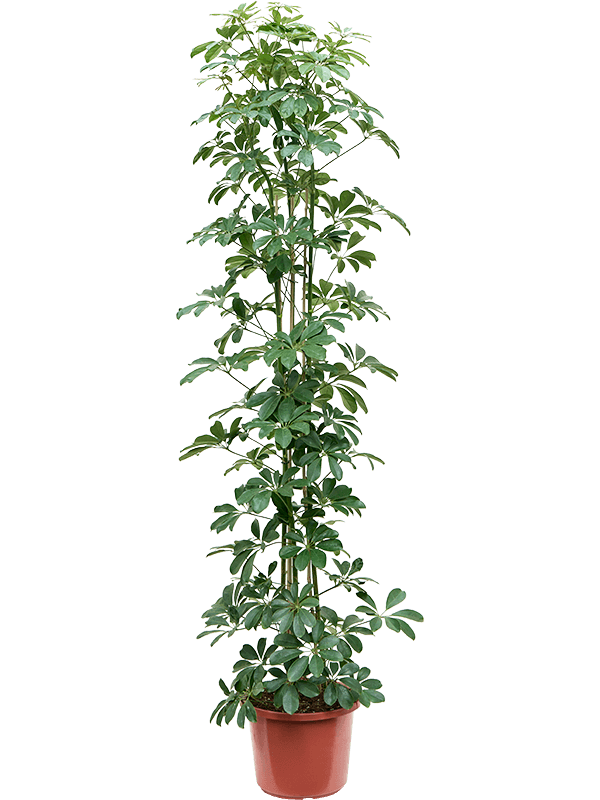 Easy-Care Umbrella Tree Schefflera arboricola 'Compacta' Tall Indoor House Plants Trees